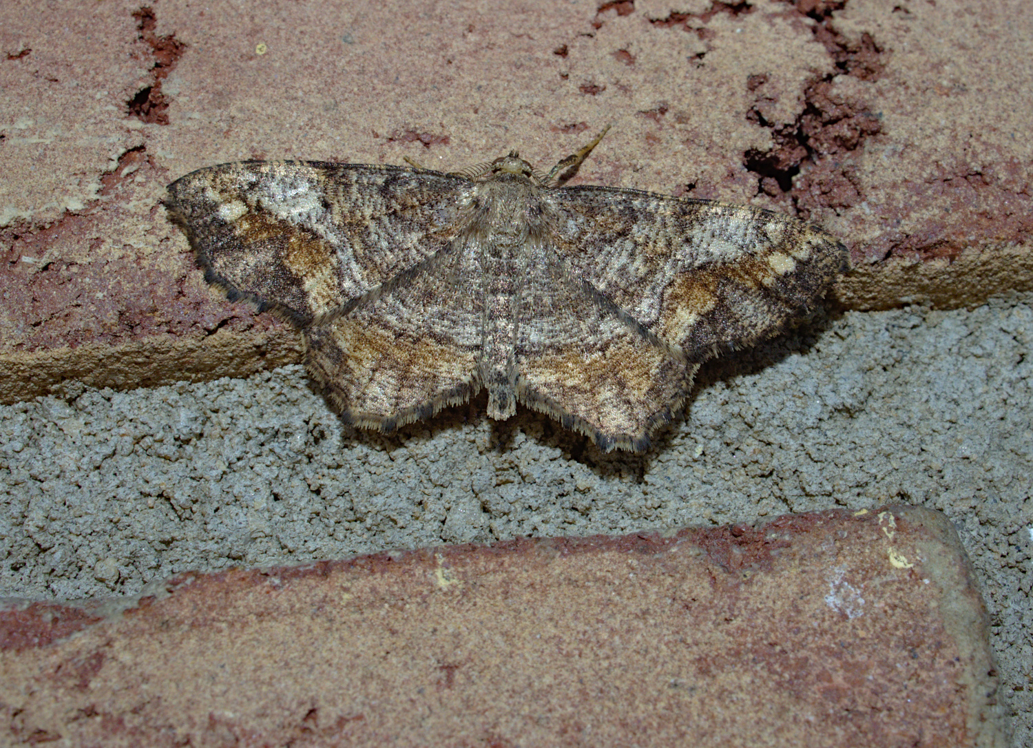 Ubiquitous_20200609.jpg